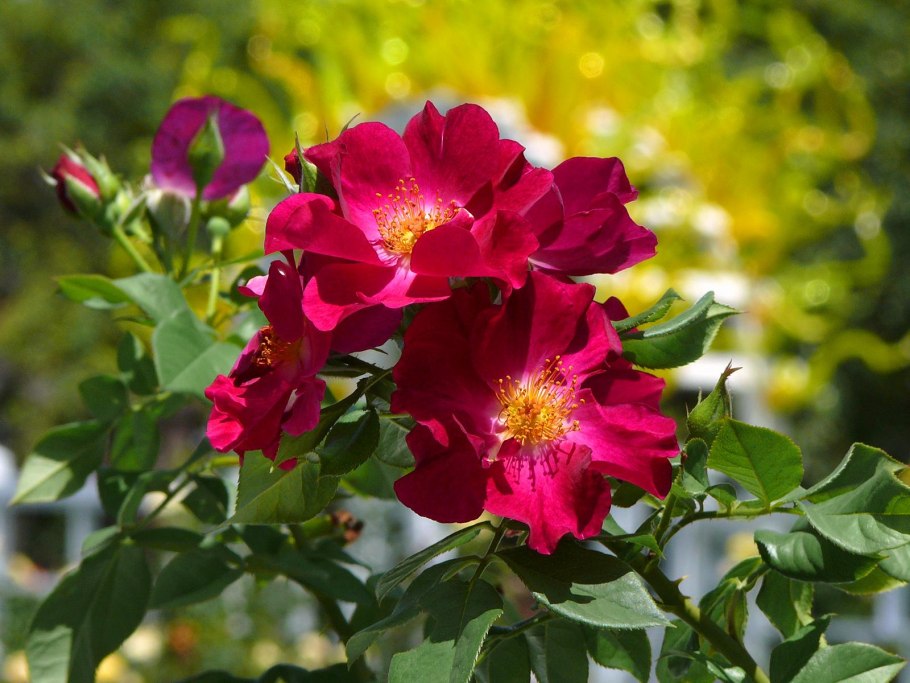 Крым море люпины