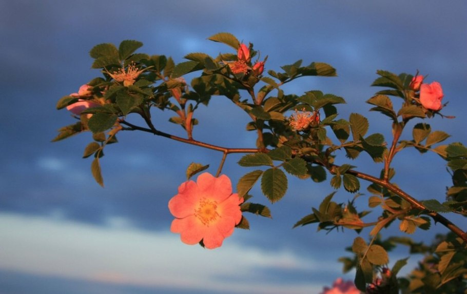 Завязь шиповника