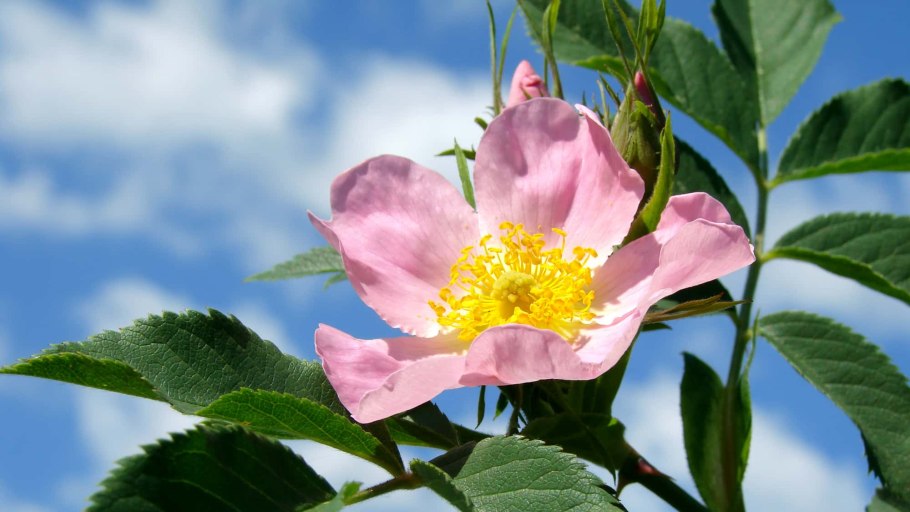 Дикая роза шиповник куст