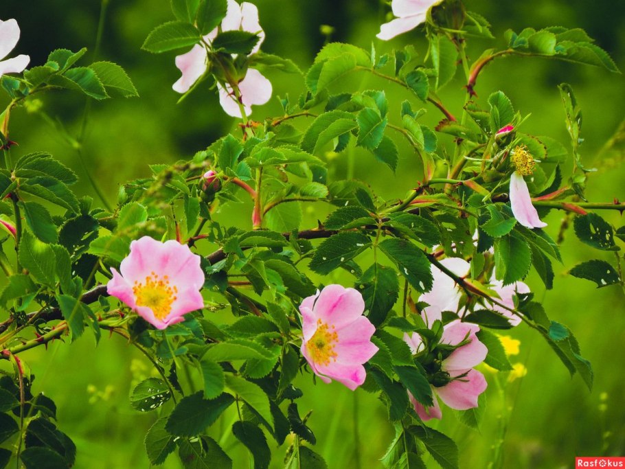 Шиповник морщинистый