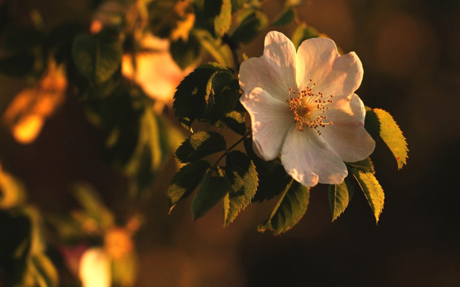 Шиповник мускусный