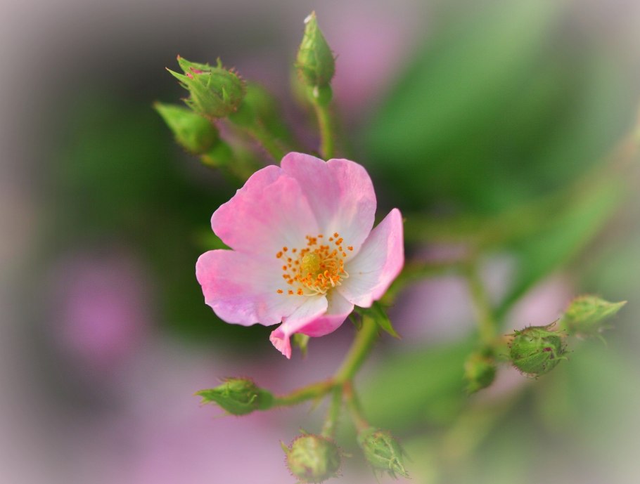 Шиповник белый Дикая роза