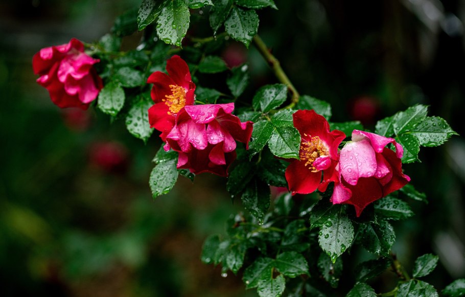 Лист шиповника макро