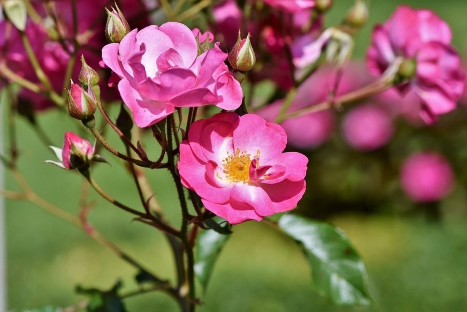 Шиповник в Балтийске