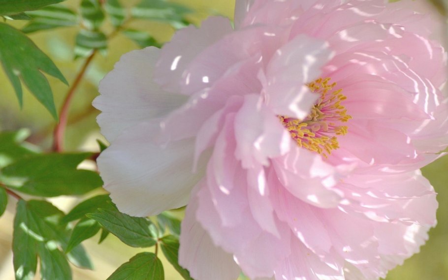 Шиповник мускусный