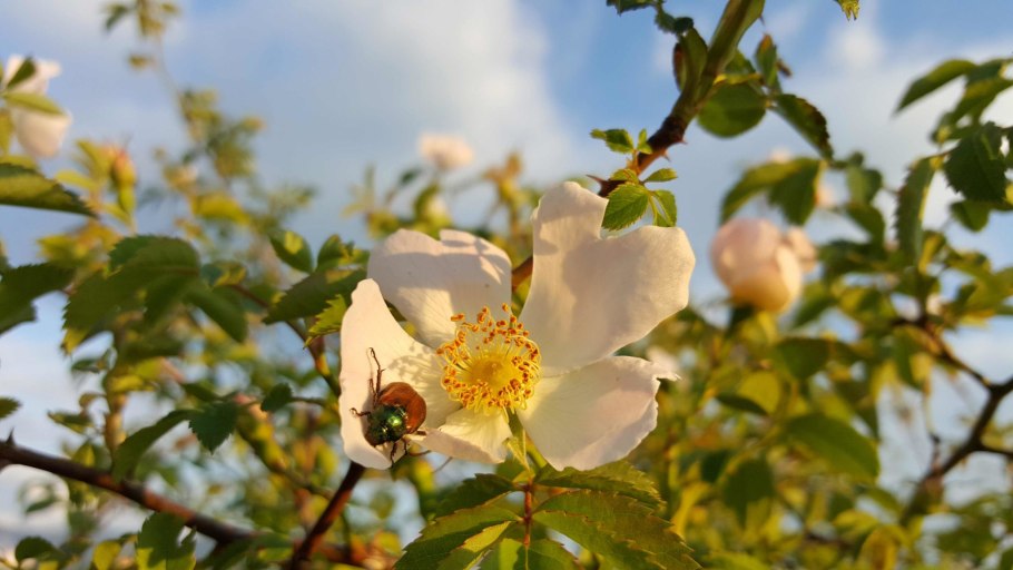 Шиповник Федченко
