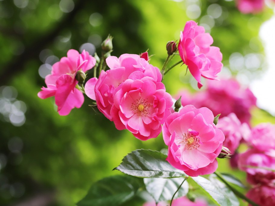 Шиповник красно-бурый