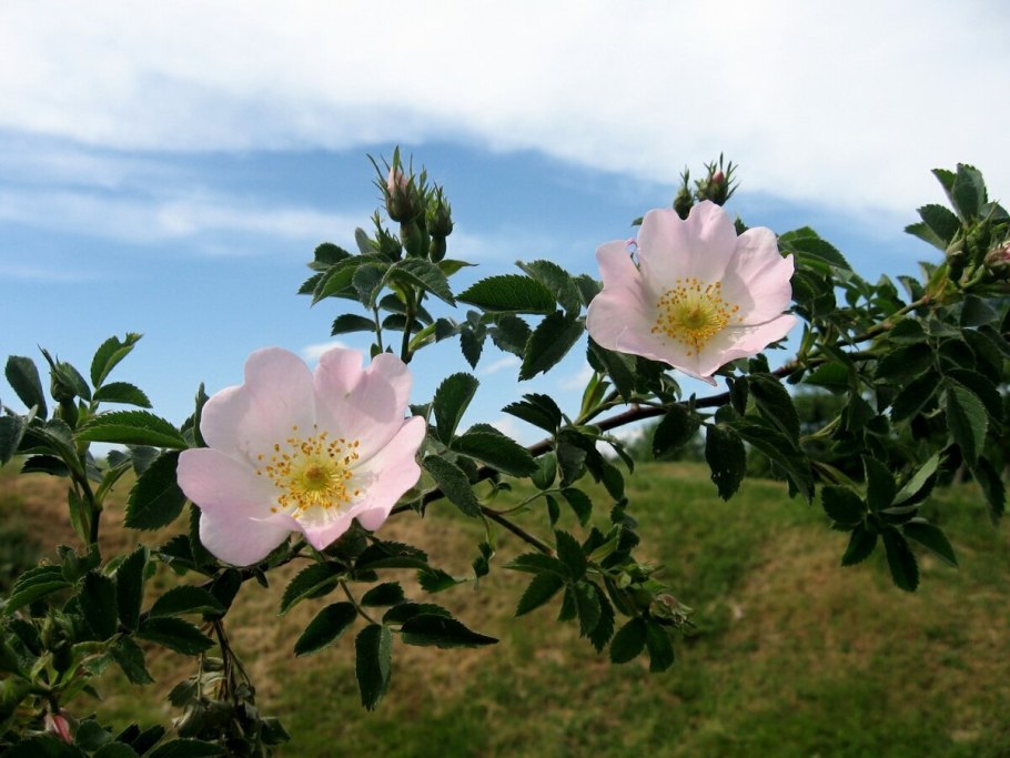 Шиповник Майский ветка