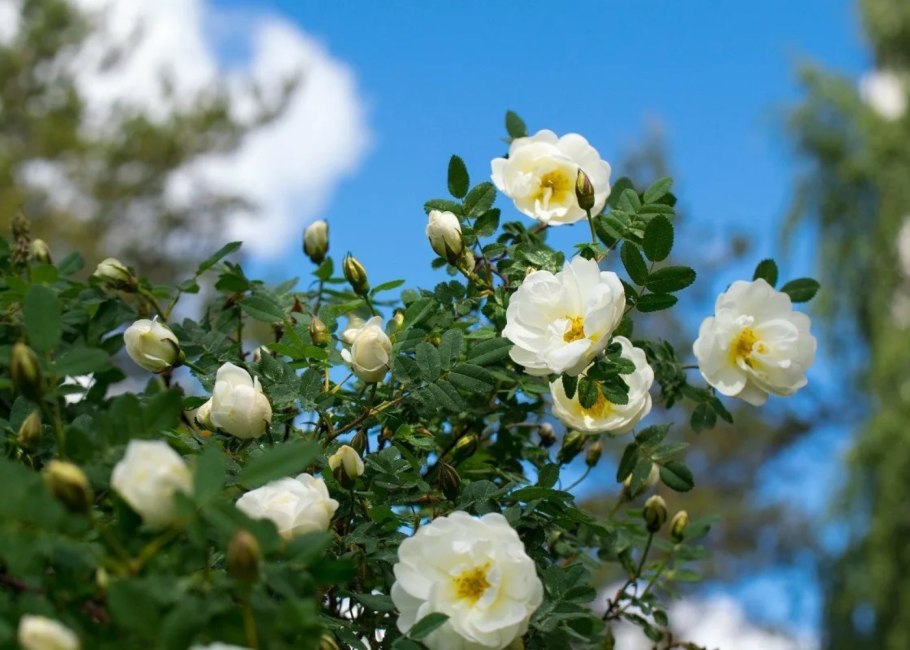 Роза ругоза белая шиповник