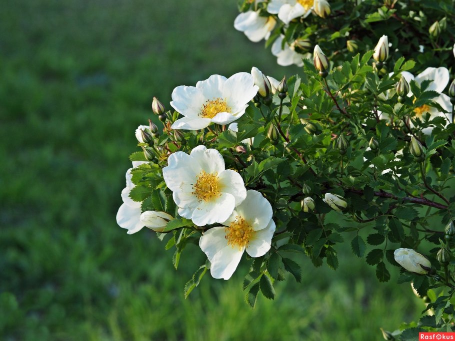 Шиповник коричный Фармакогнозия