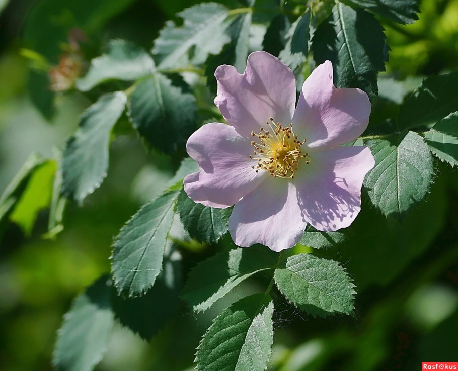 Роза шиповник белая