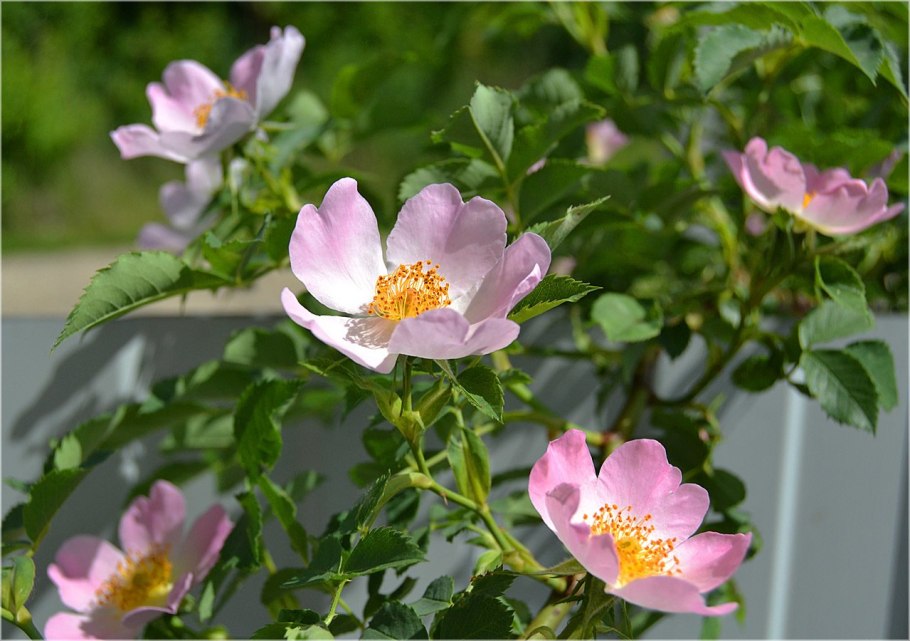 Шиповник Дикая роза