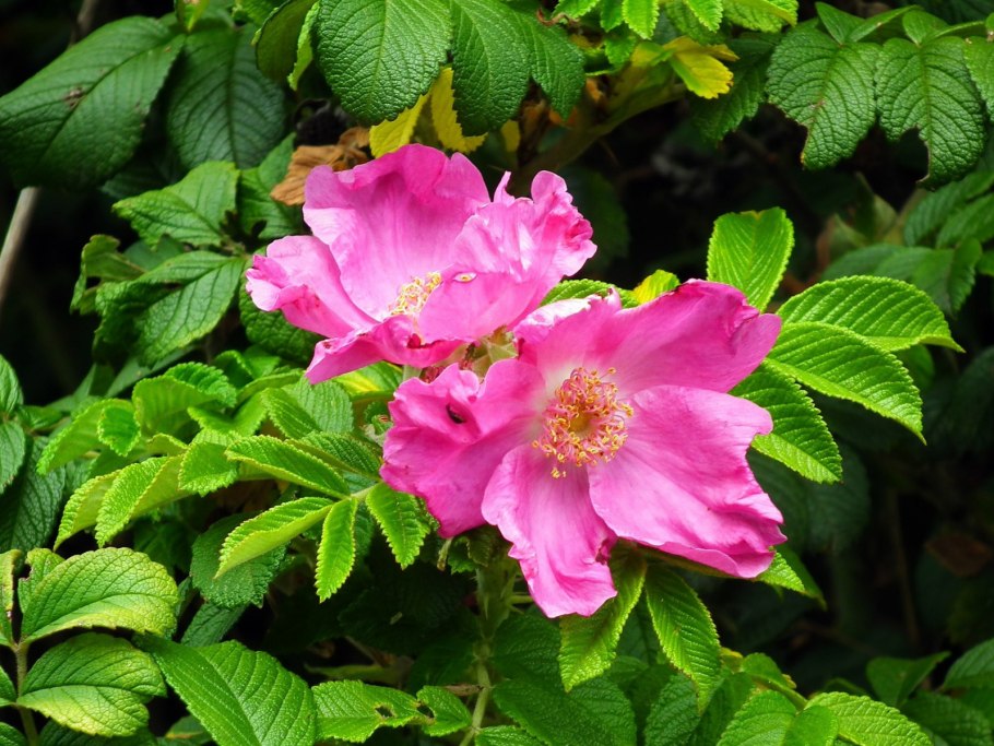 Шиповник Сибирский