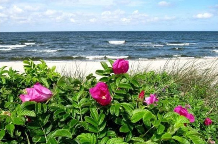 Шиповник белый Дикая роза