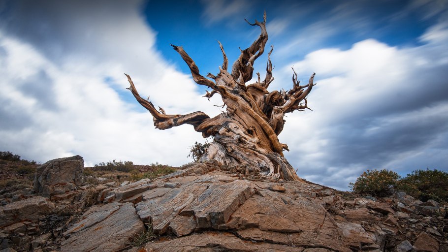 Сосна остистая межгорная Мафусаил