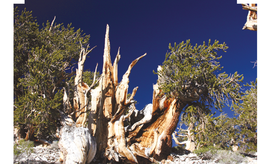 Картинка Остийской сосны в Калифорнии