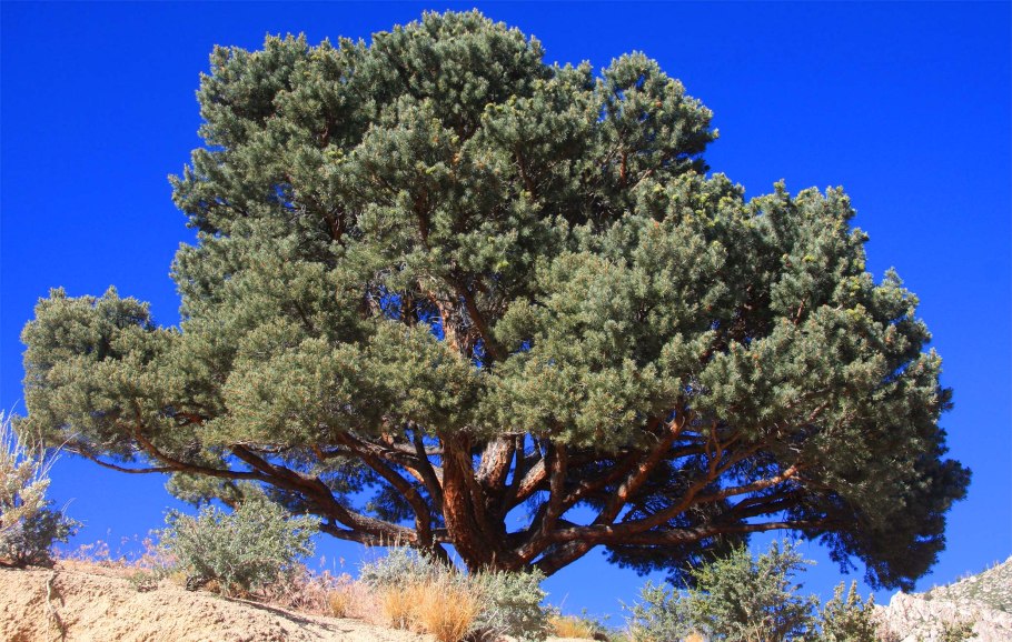 Сосна Мафусаил фото