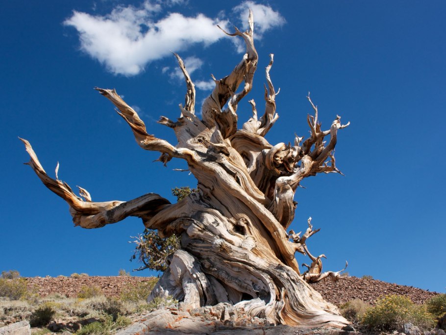 Сосна остистая межгорная Мафусаил