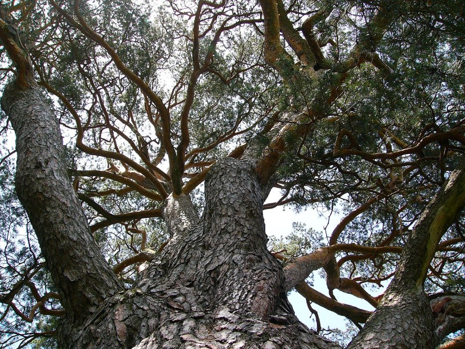 Сосна Мафусаил