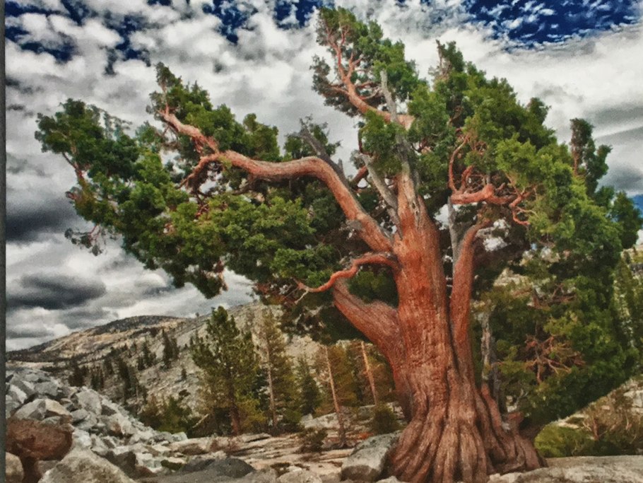 Сосна остистая межгорная Невада