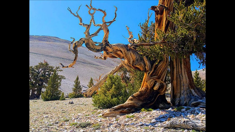 Тасмания Хуанская сосна