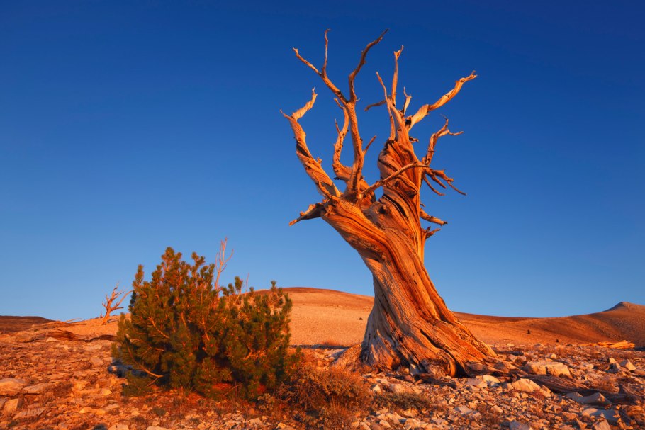 Сосна Мафусаил цветет