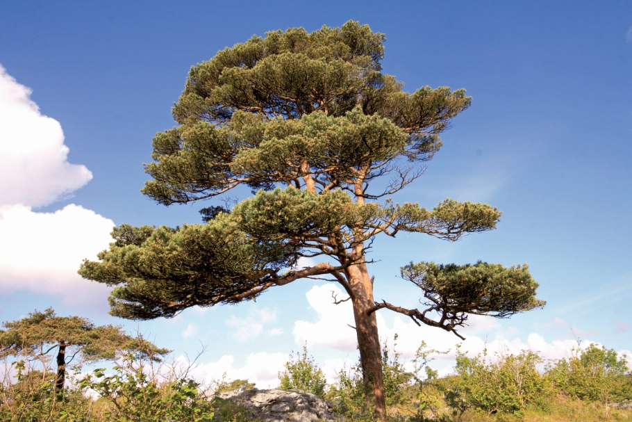 Pinus pumila