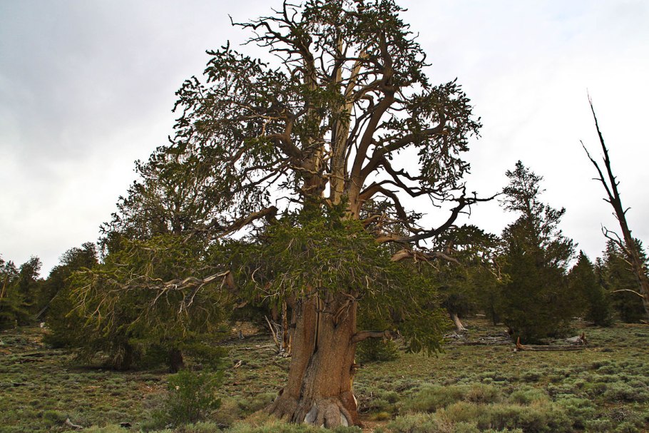 Ель в Калифорнии