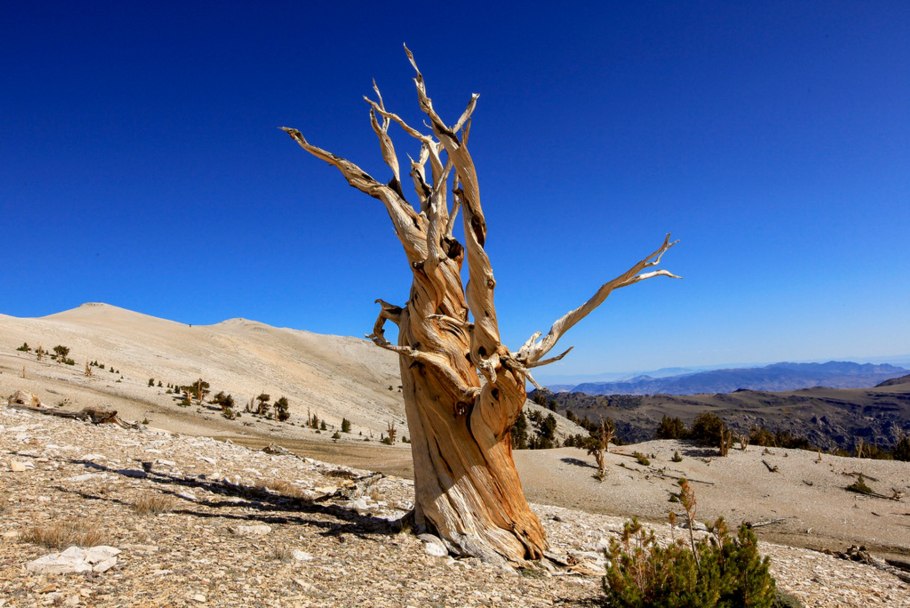 Калифорнийская сосна