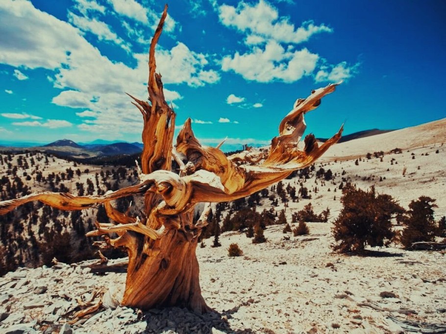 Мафусаилово дерево