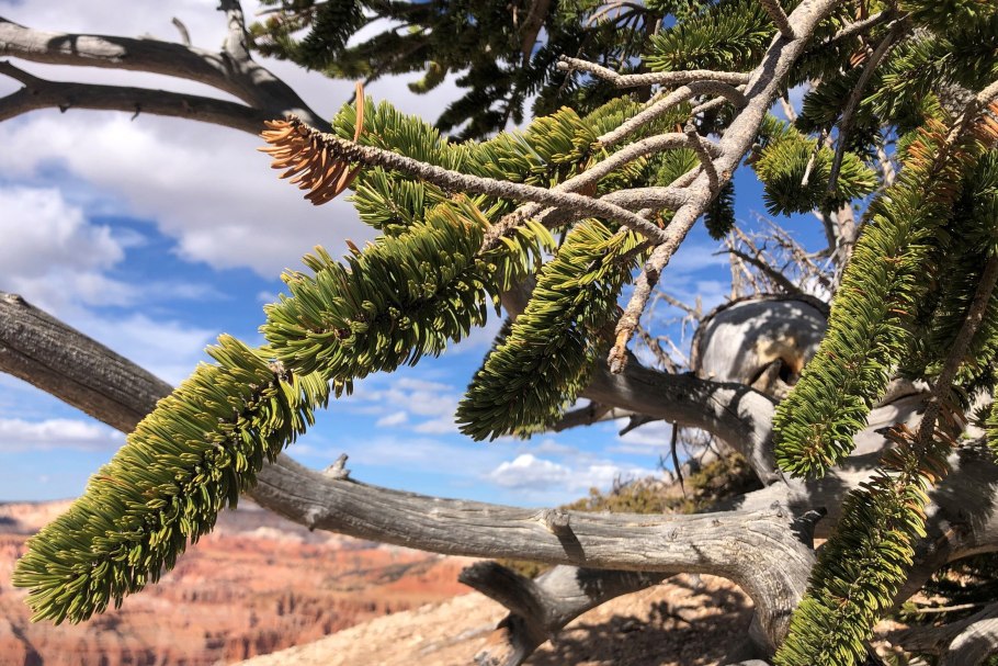 Сосна однохвойная