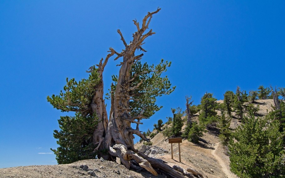 Сосна Лангаева