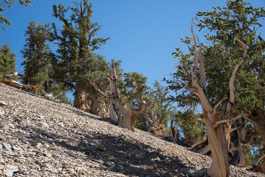 Сосна остистая шишки