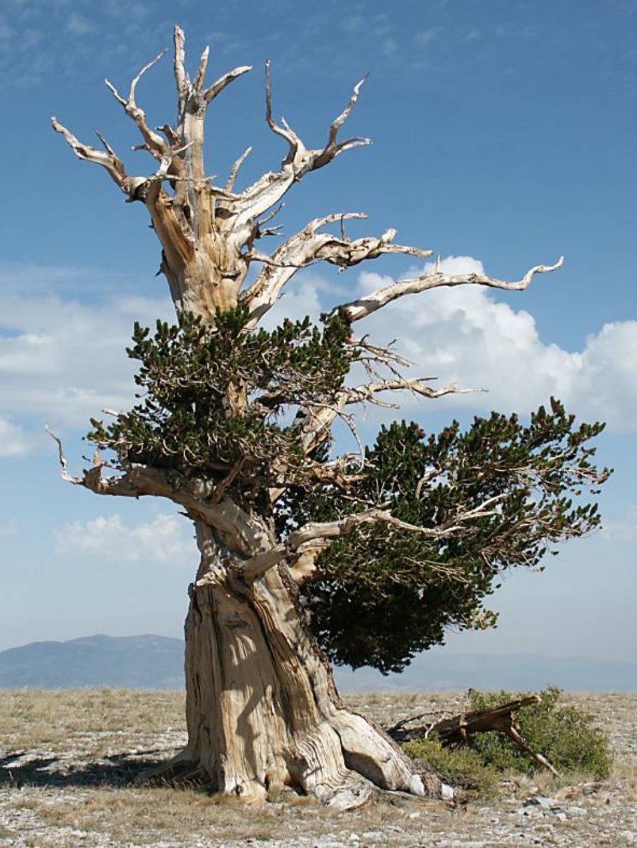 Сосна остистая межгорная Pinus longaeva