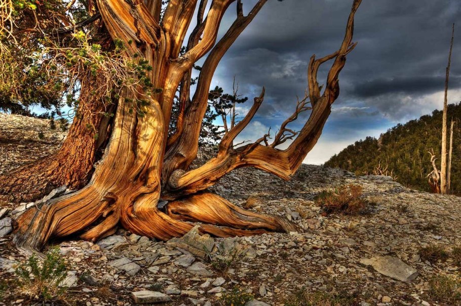 Сосна остистая в Калифорнии