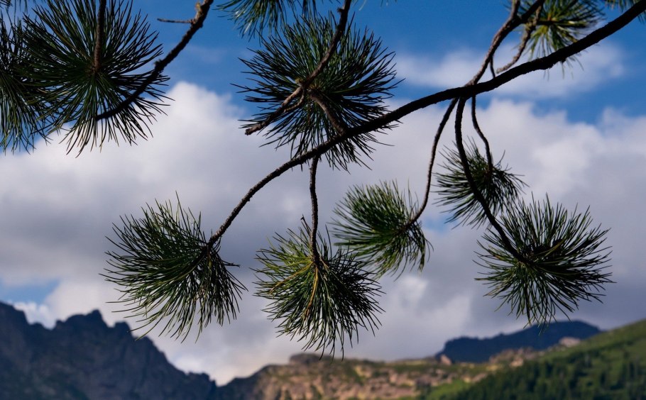 Сосна Палласа Крымская