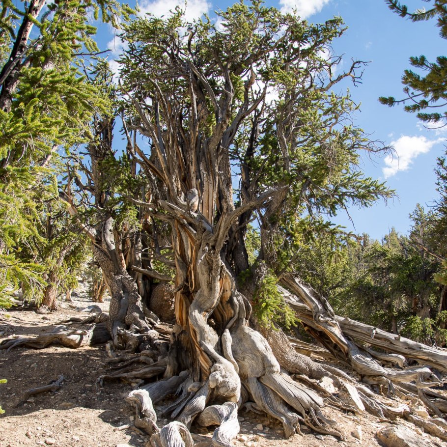 Bristlecone Pine