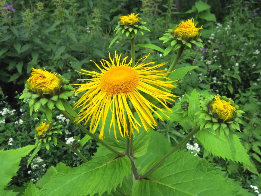 Девясил высокий (Inula Helenium)
