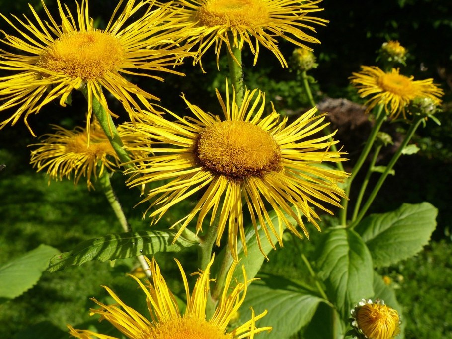Девясил высокий Inula Helenium гербарий
