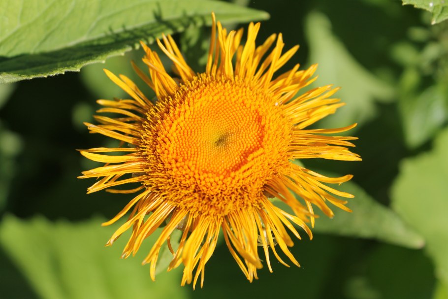 Девясил Inula Helenium