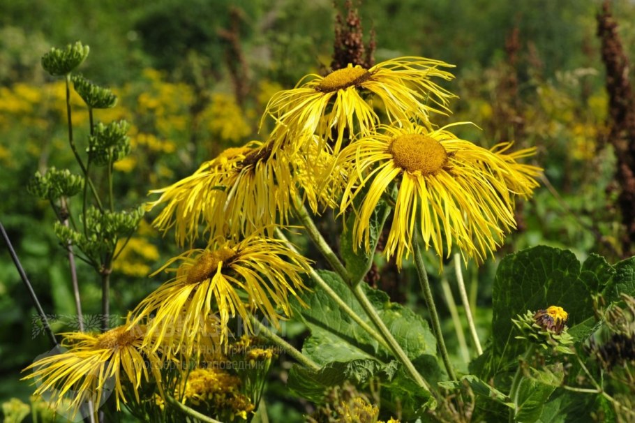 Девясил Inula Helenium