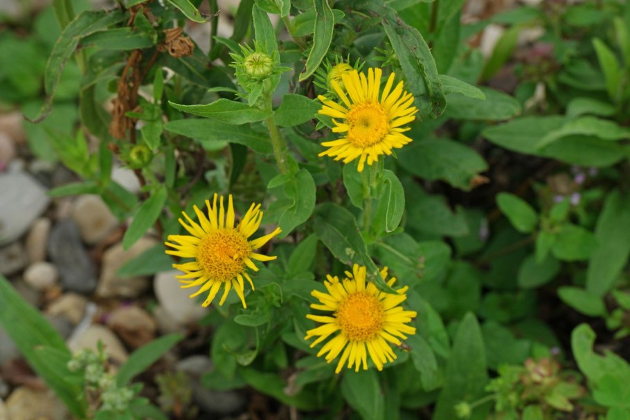Девясил великолепный (Inula magnifica)