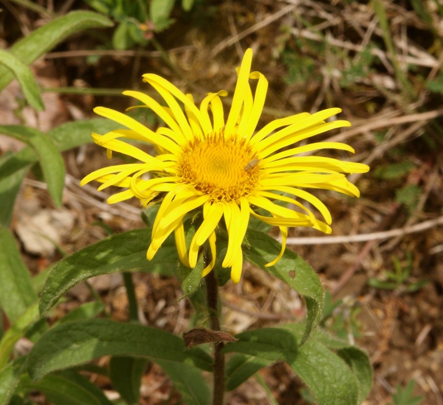 Inula salicina девяси́л иволи́стный