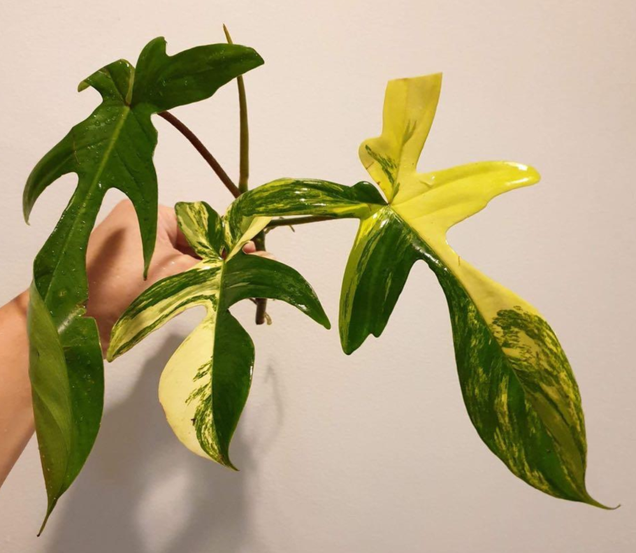 Черенки филодендрона карамель Марбл