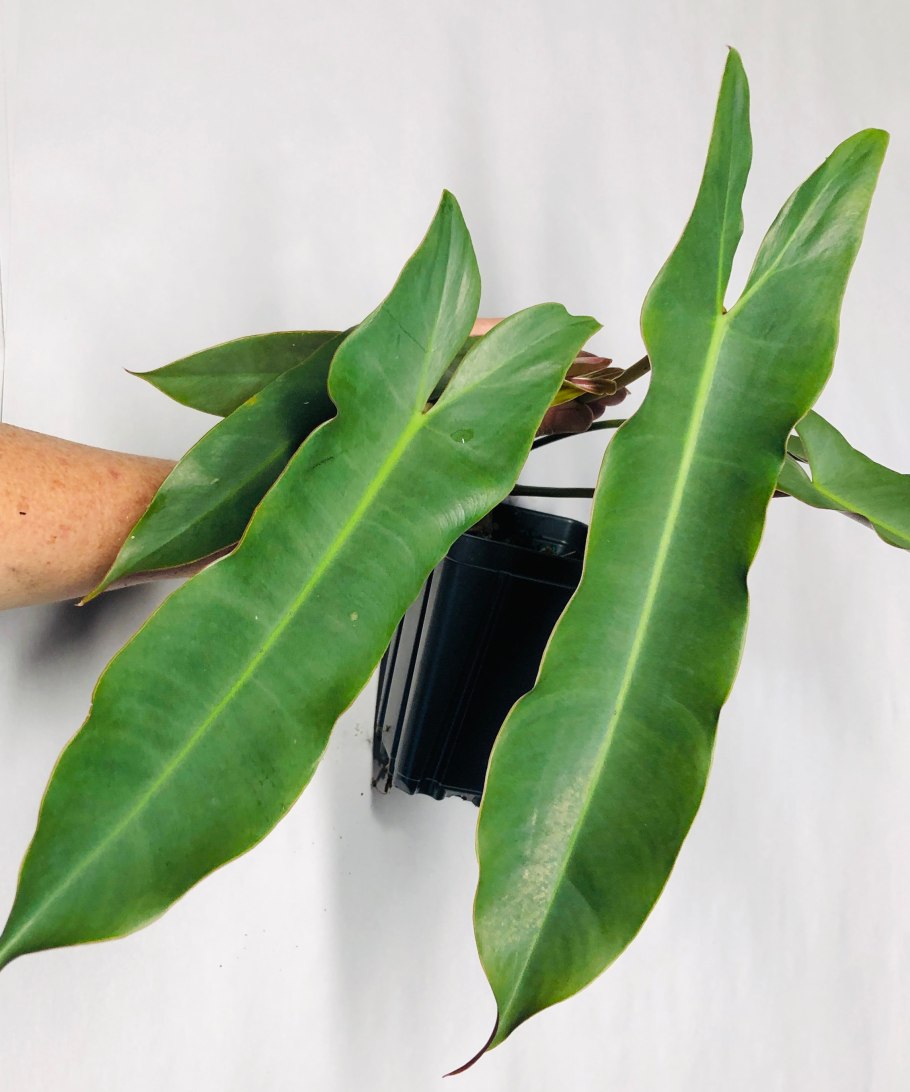 Филодендрон Конго