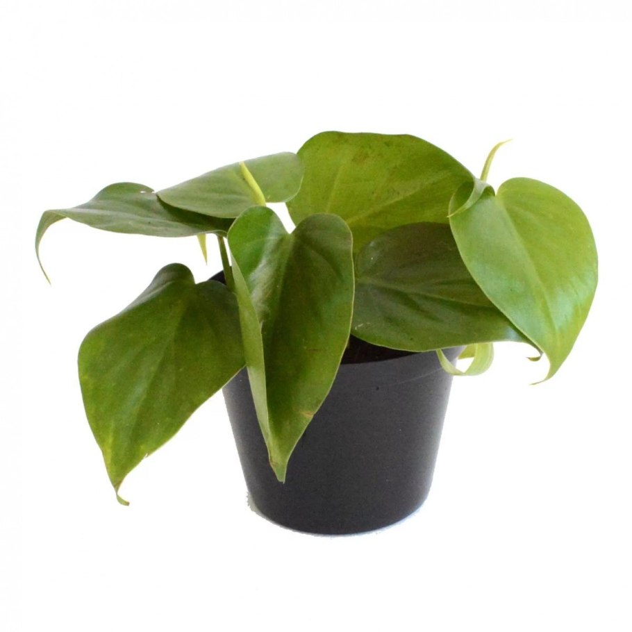 Монстера Адансона Monstera adansonii