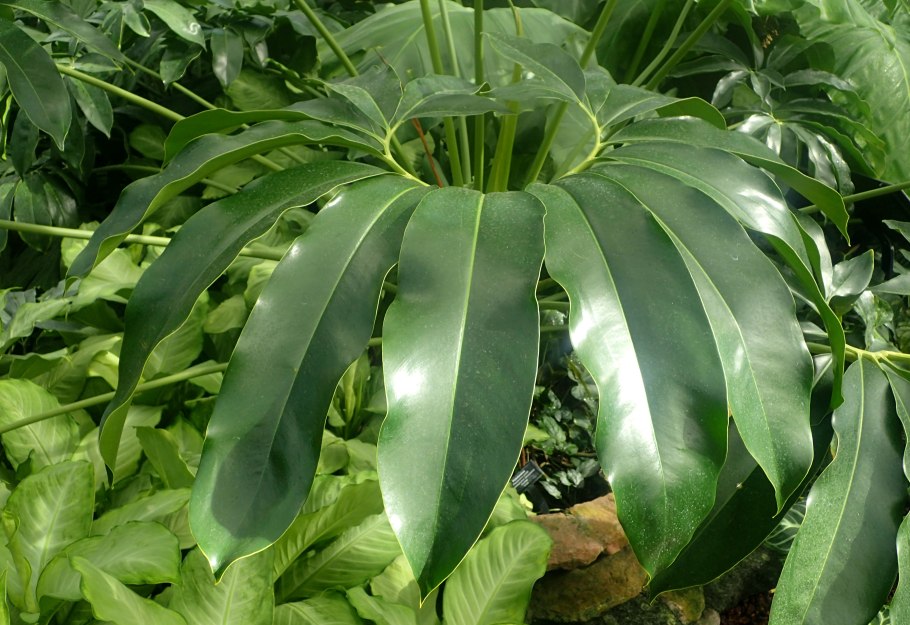 Philodendron Gloriosum Dark form/Филодендрон глориозум дарк форм