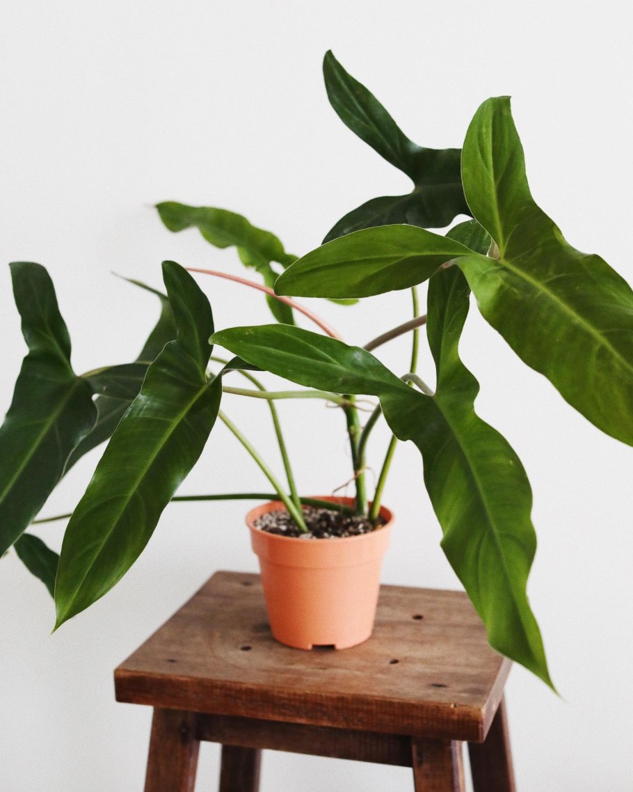 Филодендрон мексиканум