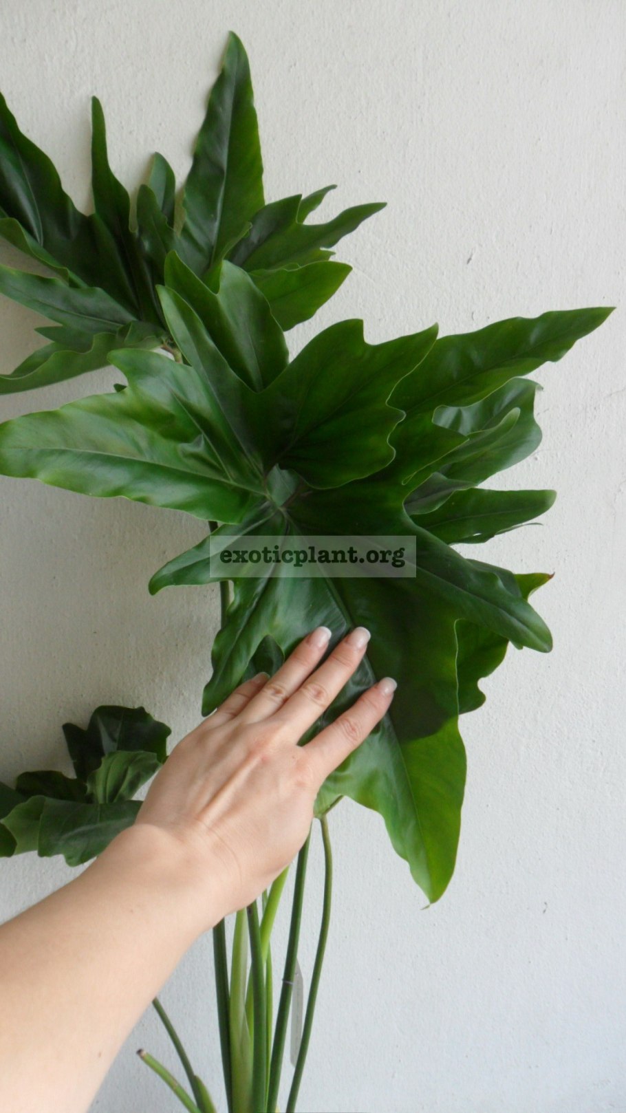 Филодендрон Африканская фантазия Вариегата