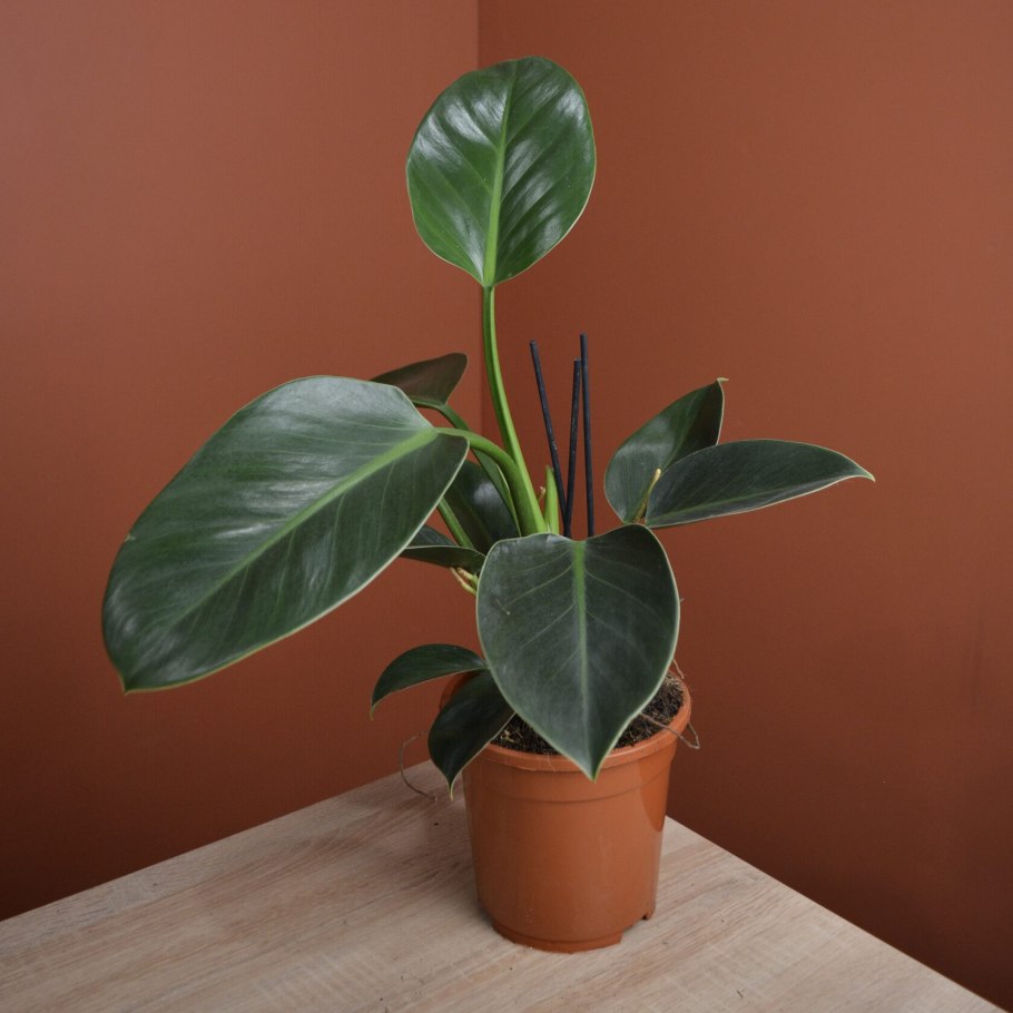 Филодендрон сквамиферум